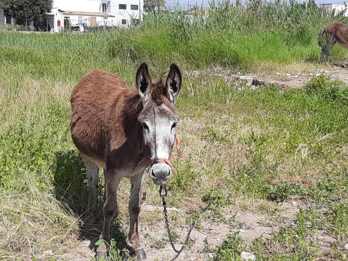 Caseta Del Delta De L'Ebre Sant Jaume d’Enveja Kültér fotó